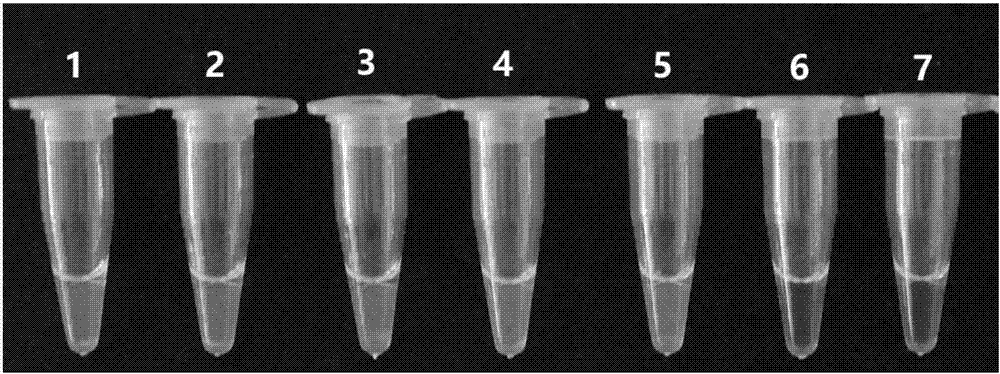 Macrobrachium rosenbergii microsporidia visualized quick detection kit and detection method thereof