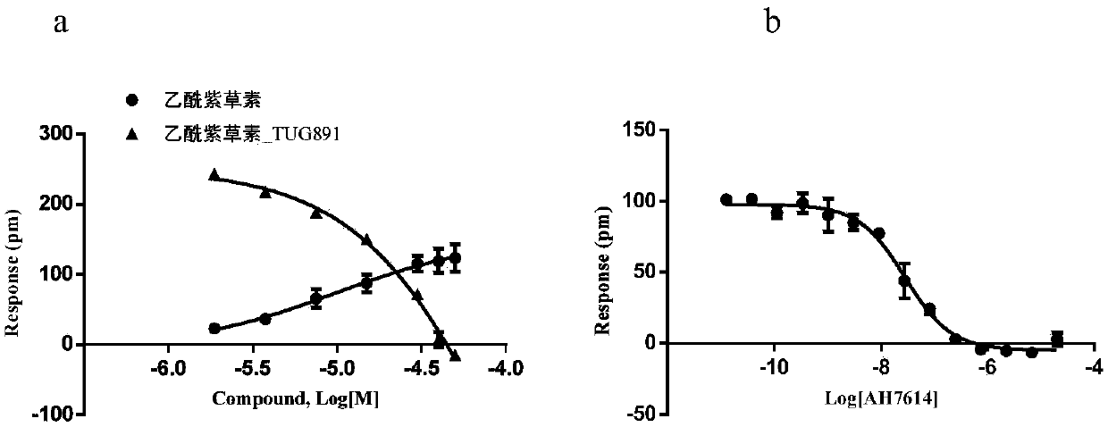 Naturally derived FFA4 (GPR120) receptor agonist and application thereof