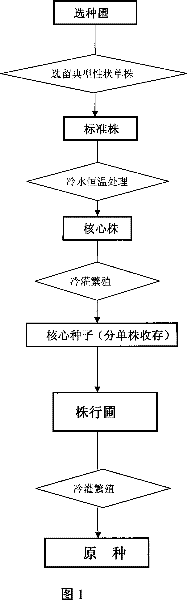 Method for producing core seeds of thermosensitive genic male sterile line of rice by using 'three-layer ear method'