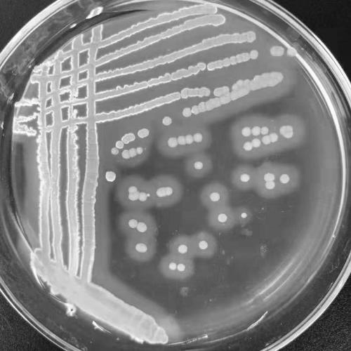 Streptomyces griseus HL-50, and complex microbial inoculant and application thereof