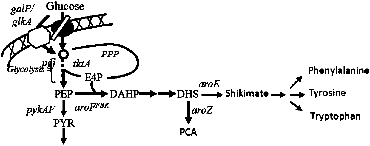 Escherichia coli genetically-engineered bacterium for producing protocatechuic acid and construction method and application of escherichia coli genetically-engineered bacterium