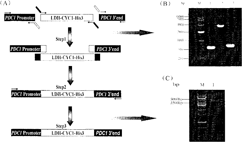 Lactic acid-producing engineering bacteria, constructing method thereof and application thereof