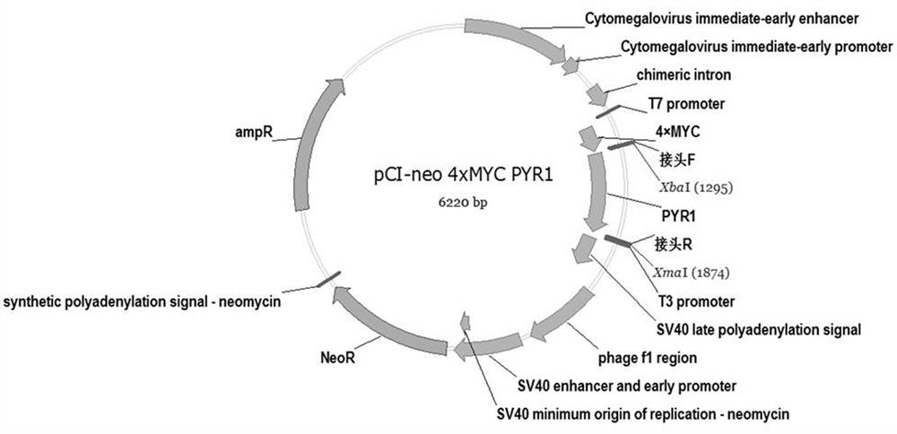 A method for regulating cell pathways by using plant hormone aba and small molecular substance pyr