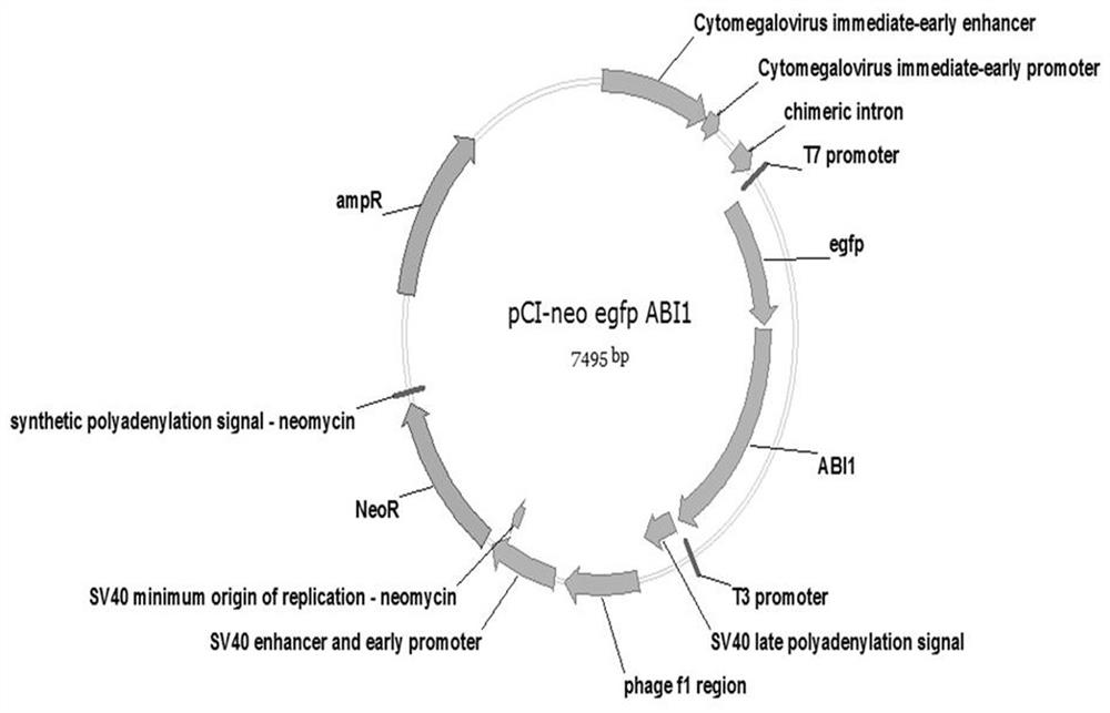 A method for regulating cell pathways by using plant hormone aba and small molecular substance pyr