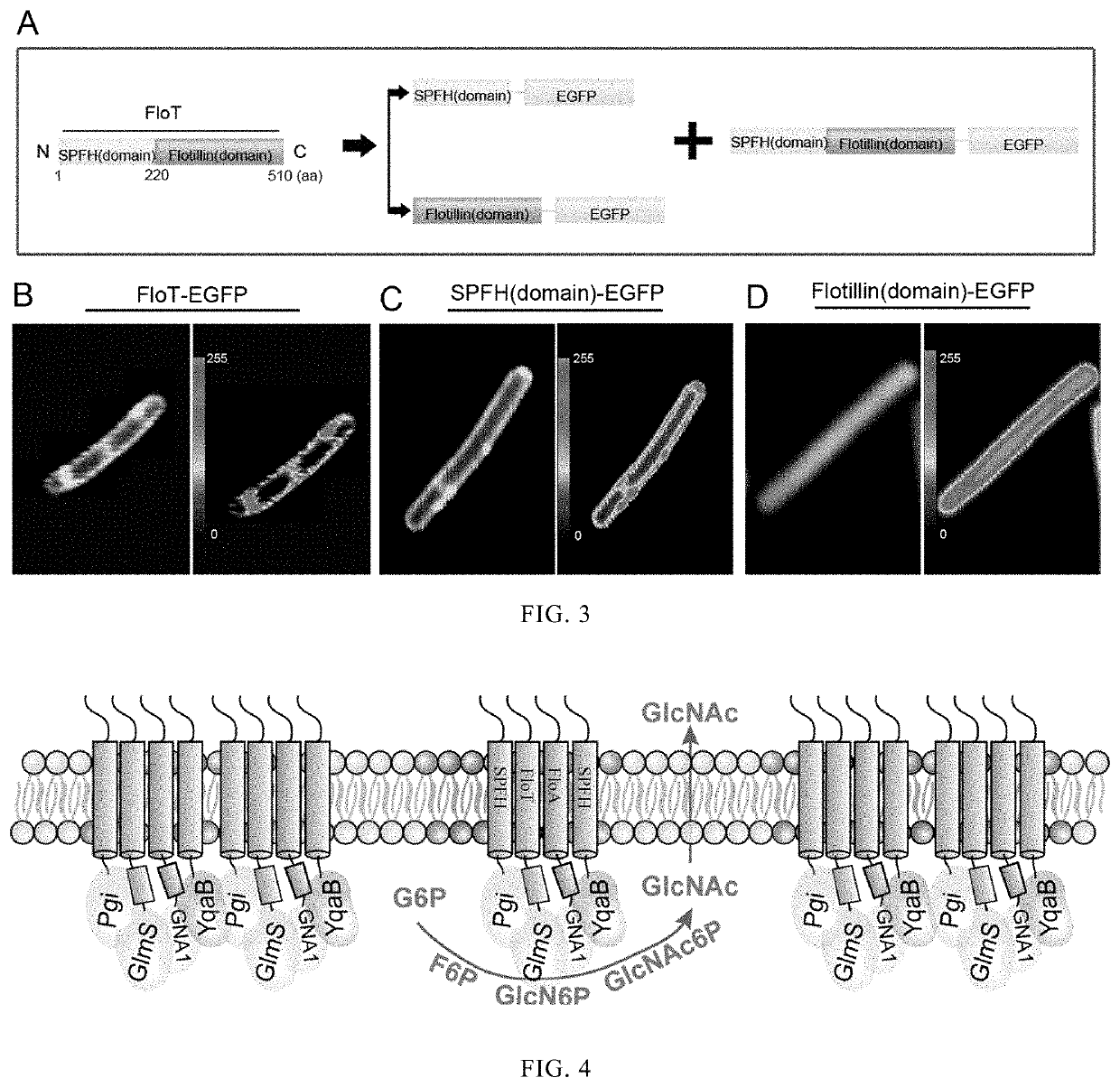 Recombinant <i>Bacillus subtilis </i>and use thereof