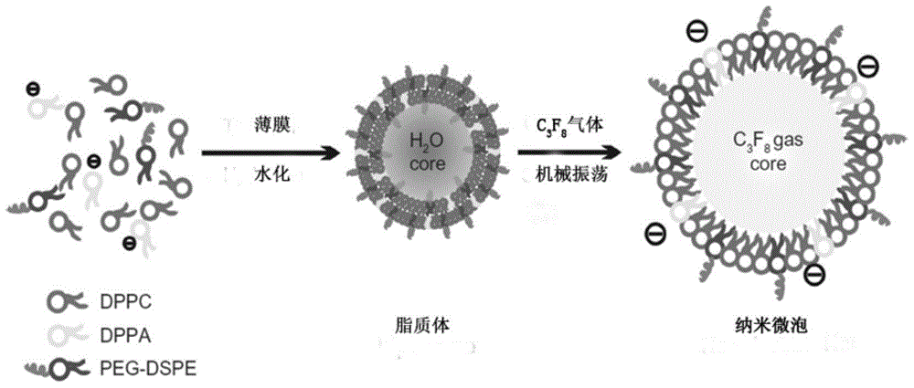 Targeted nanobubble for detecting small cell lung cancer and preparing method and application thereof