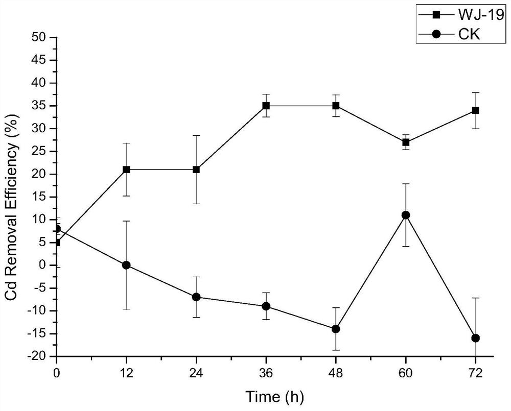 Endophytic Burkholderia wj-19 from Sapium arvensis with high tolerance to multiple heavy metals