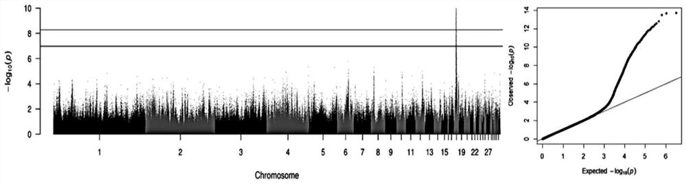 SNP loci for increasing content of fatty acid C14: 0 in chicken and method for breeding high-quality chicken strain