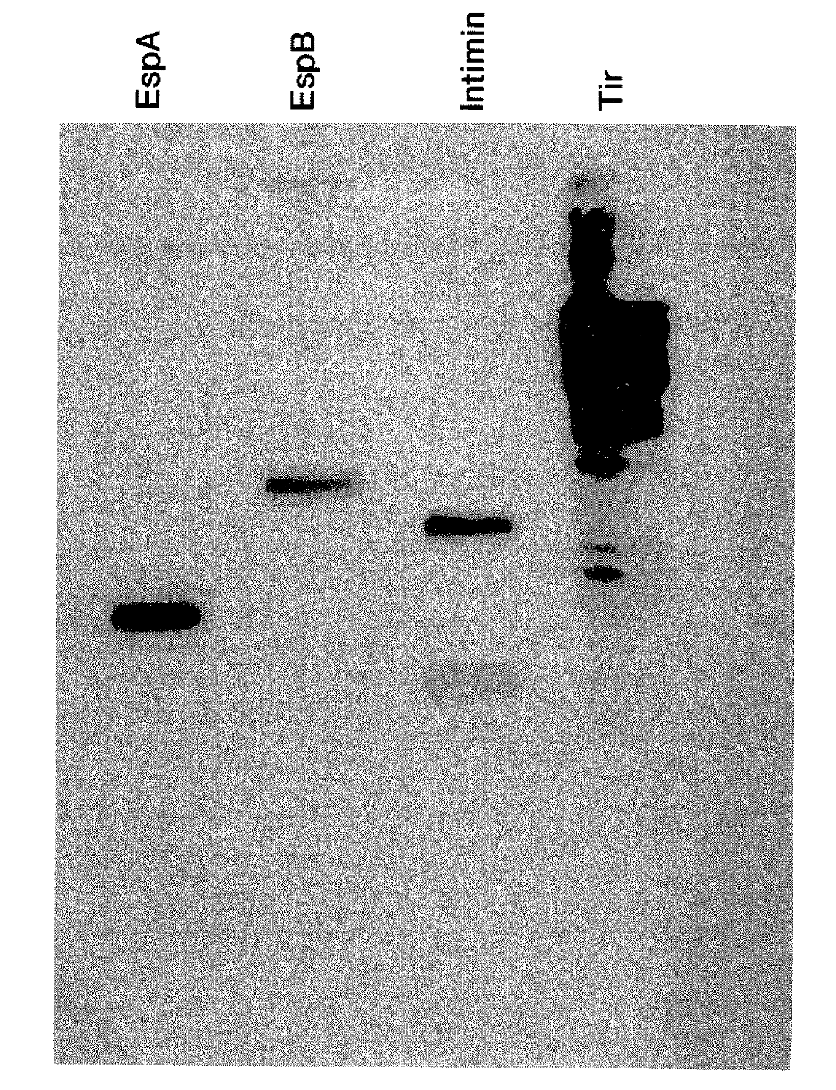 Enterohemorrhagic escherichia coli vaccine