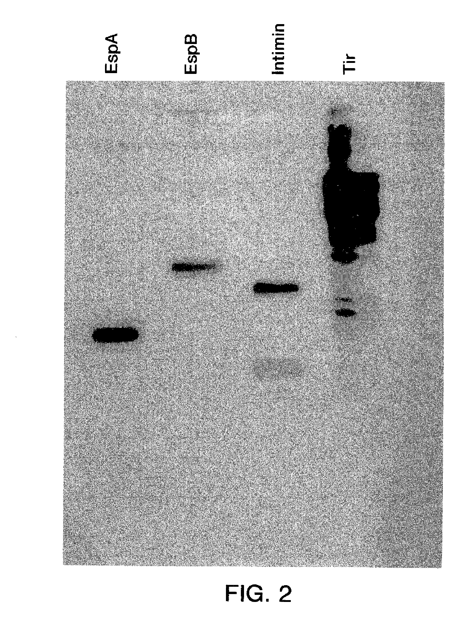 Enterohemorrhagic escherichia coli vaccine