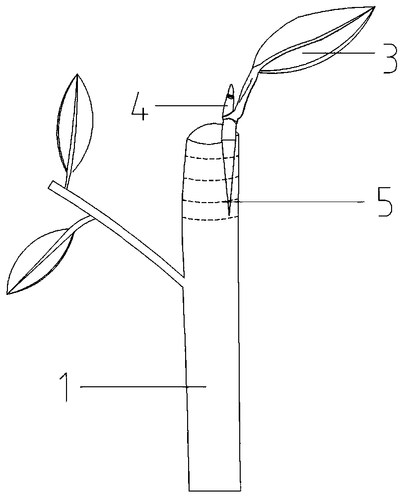 A kind of hydrophobic grafting method of whole leaf of camellia single bud rolling