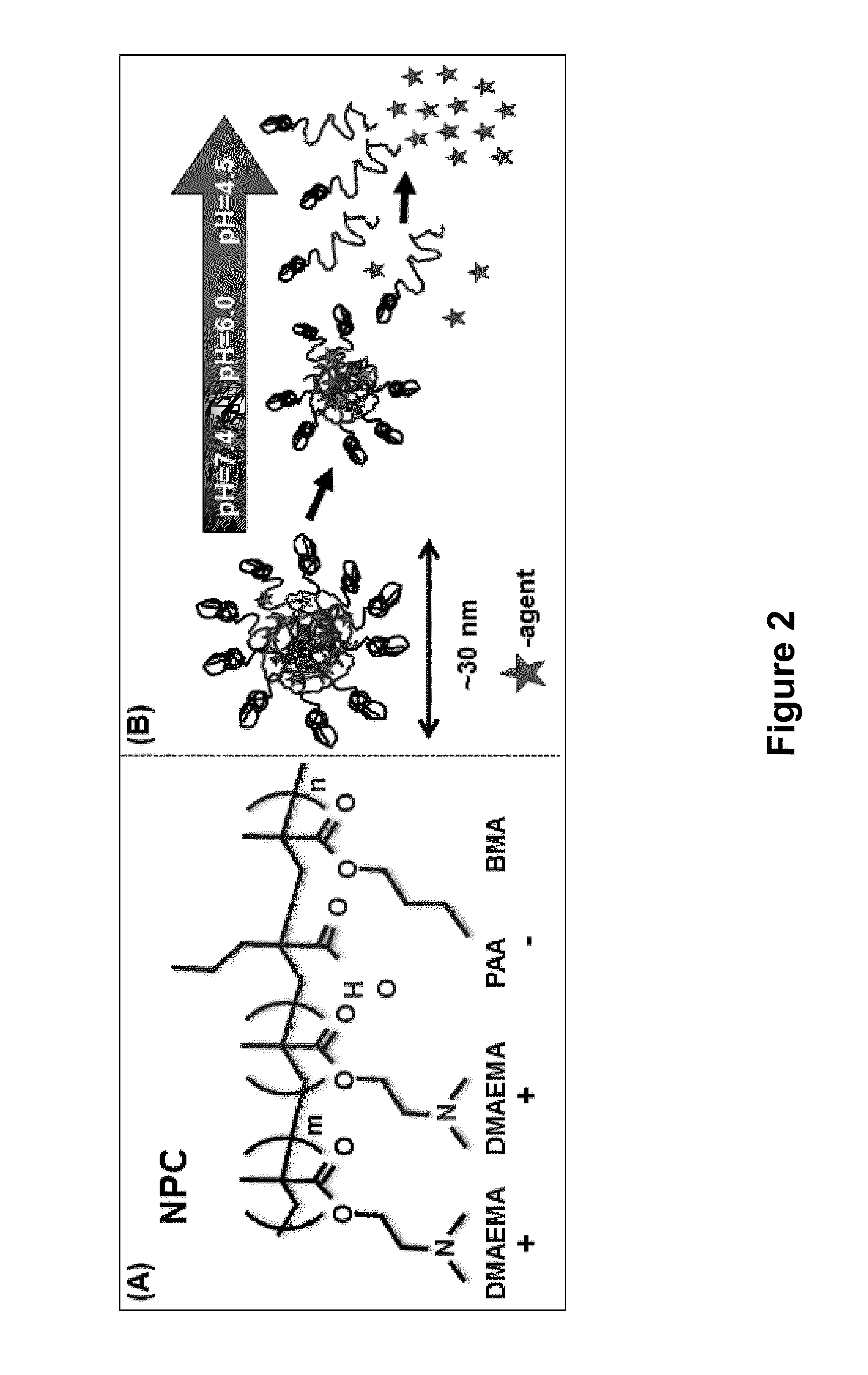 Nanoparticles for Controlled Release of Anti-Biofilm Agents and Methods of Use