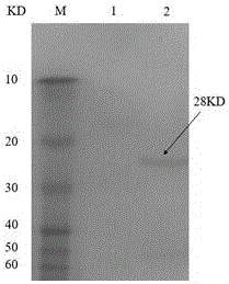 Preparation method and applications of porcine circovirus type II recombinant lactobacillus plantarum oral vaccine