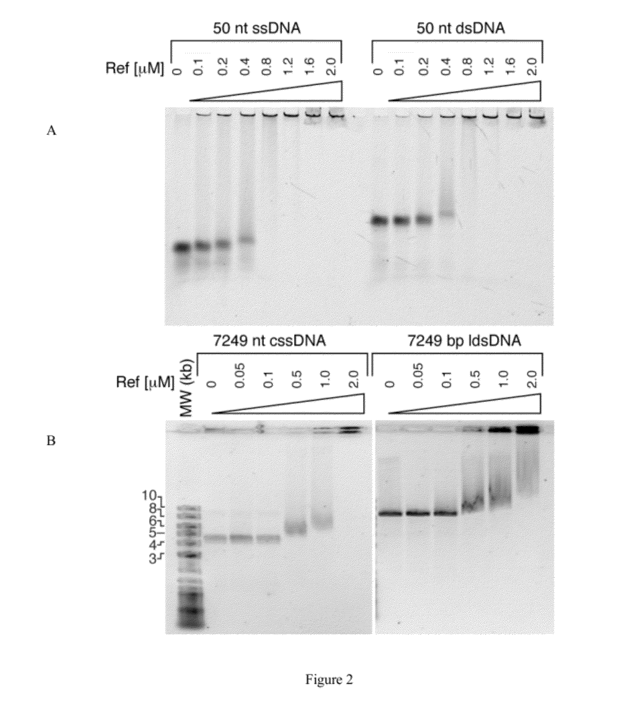 Method for using ref protein as a targeted reca-dependent nuclease