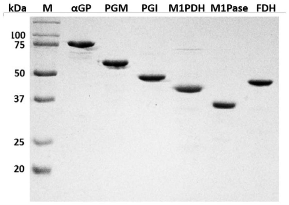 Biological preparation method of mannitol