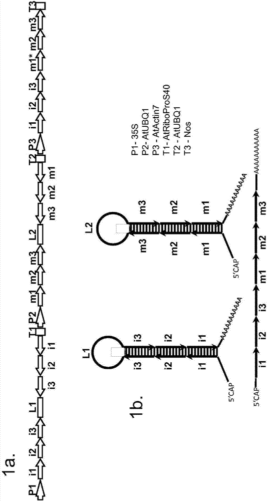 Gall wasp control agents