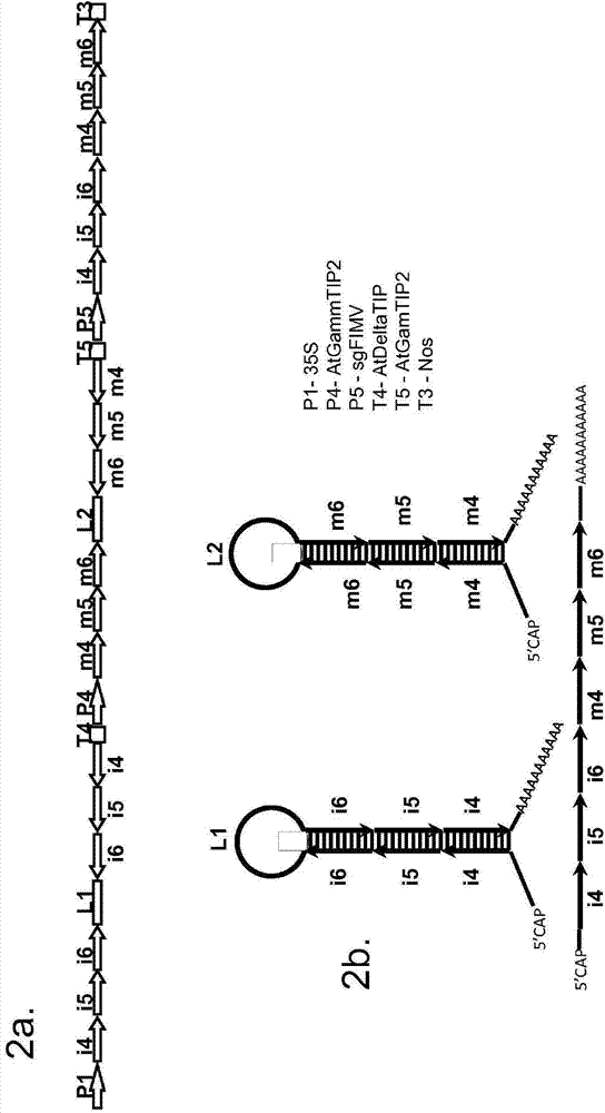 Gall wasp control agents