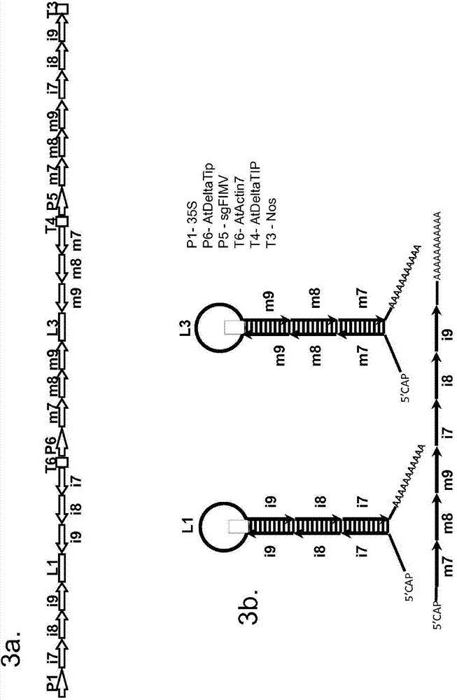 Gall wasp control agents