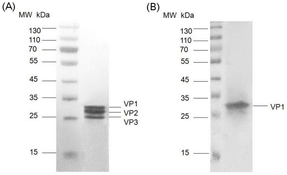 Method for rapidly, accurately and repeatedly determining foot-and-mouth disease vaccine antigen 146S
