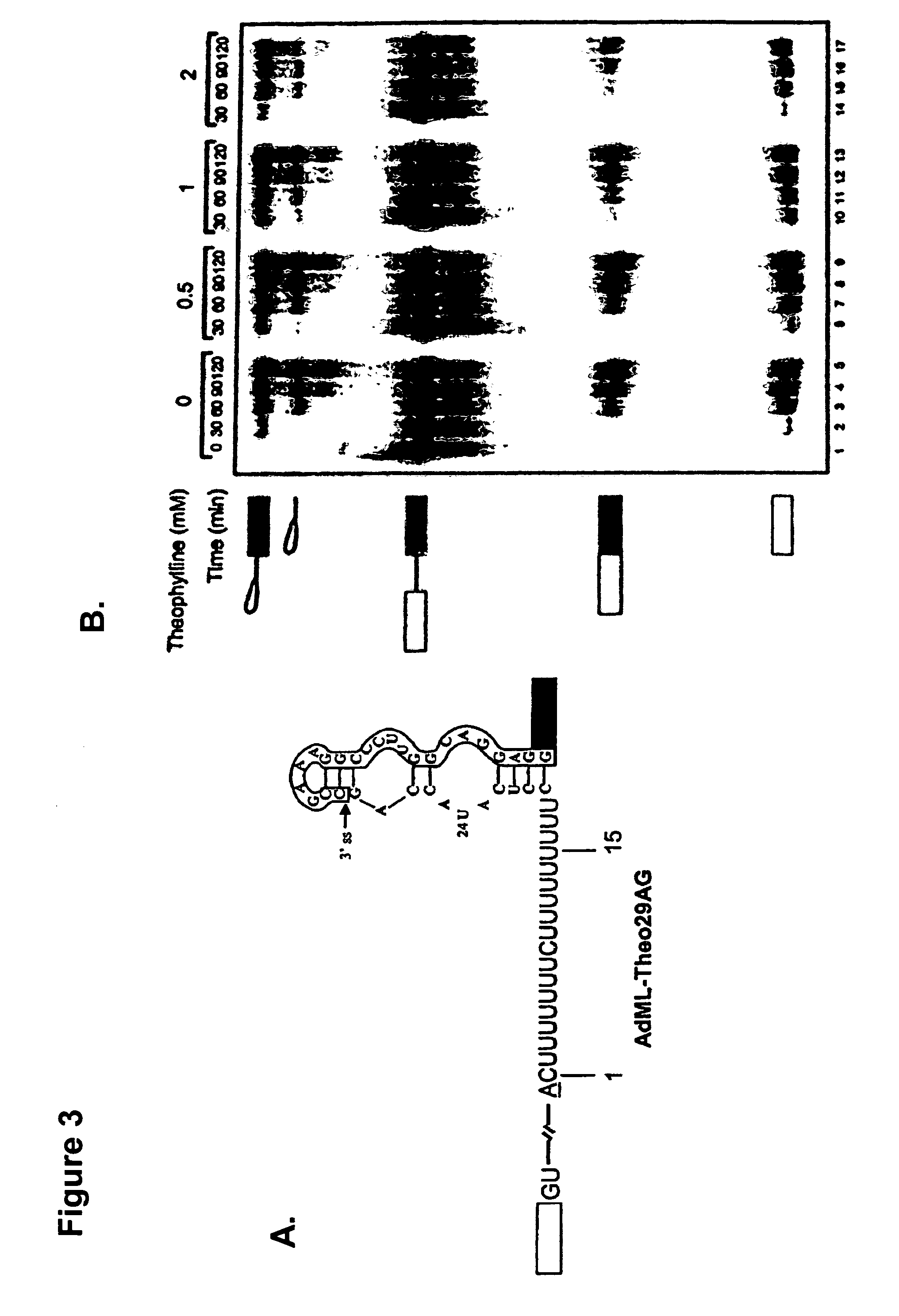 Artificial riboswitch for controlling pre-mRNA splicing