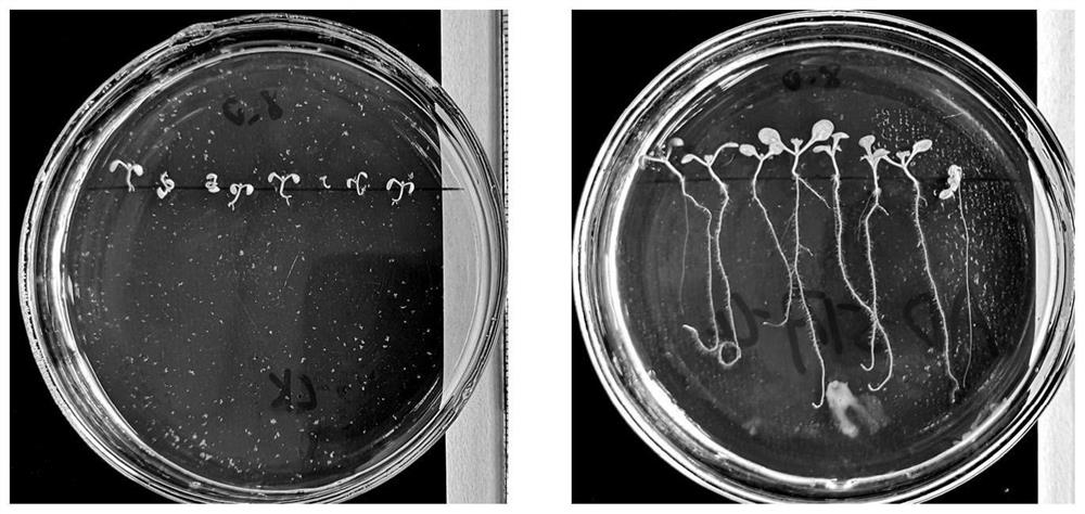 Acinetobacter strain and application thereof in improving stress resistance of plants