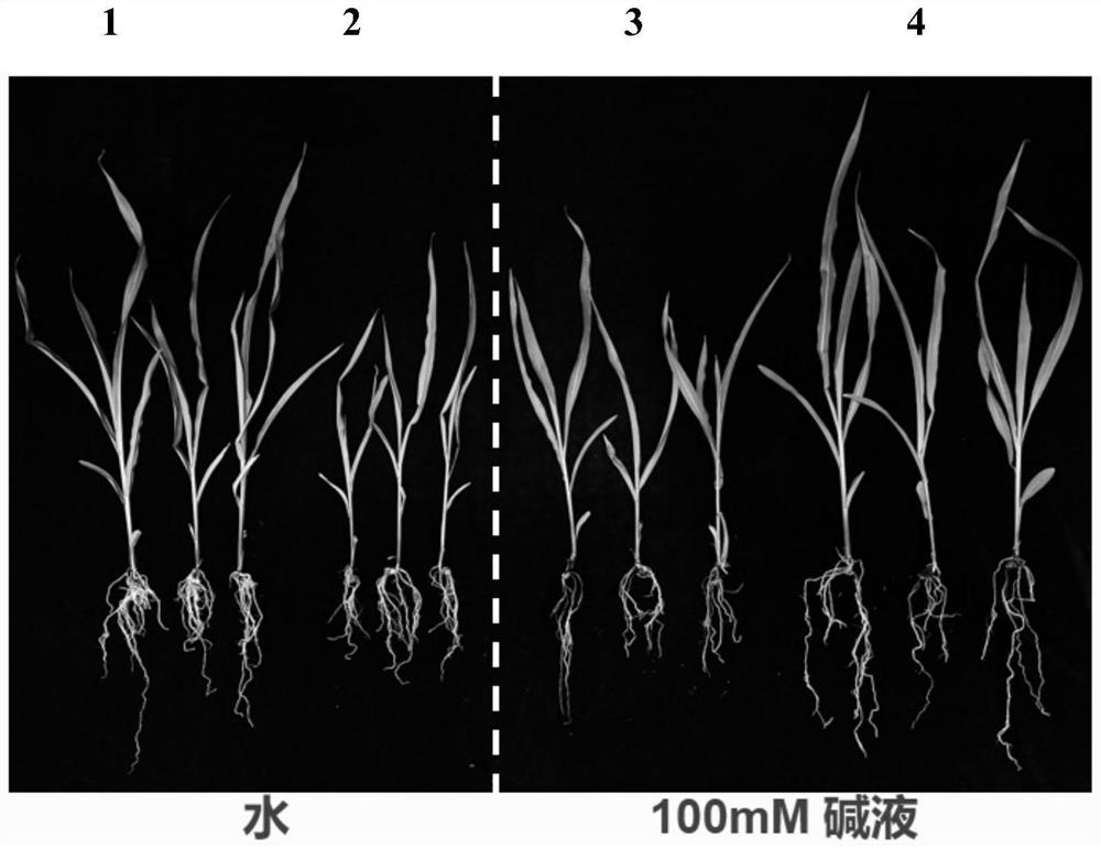 Acinetobacter strain and application thereof in improving stress resistance of plants