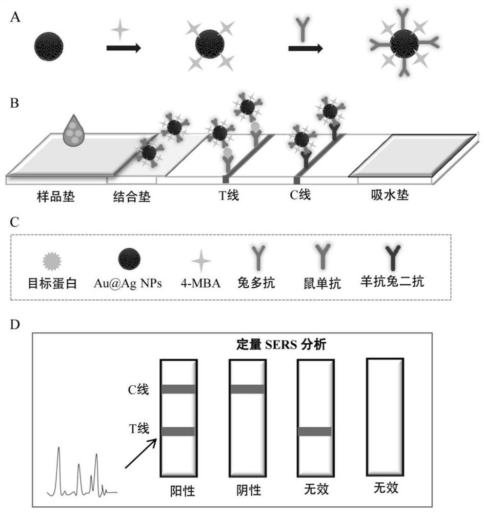 SERS (Surface Enhanced Raman Scattering) immunochromatography test strip for detecting cow milk allergen alpha-lactalbumin and application thereof