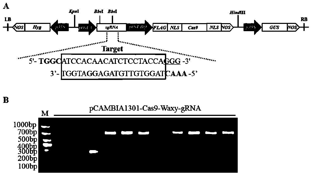 Method for reducing rice amylose content through gene editing and special sgRNA