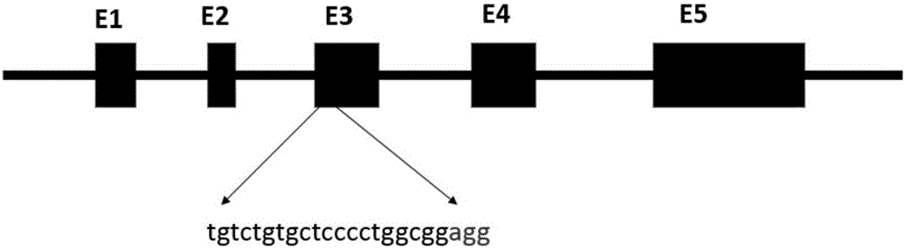 Production method for Fbxo40 gene knockout pigs