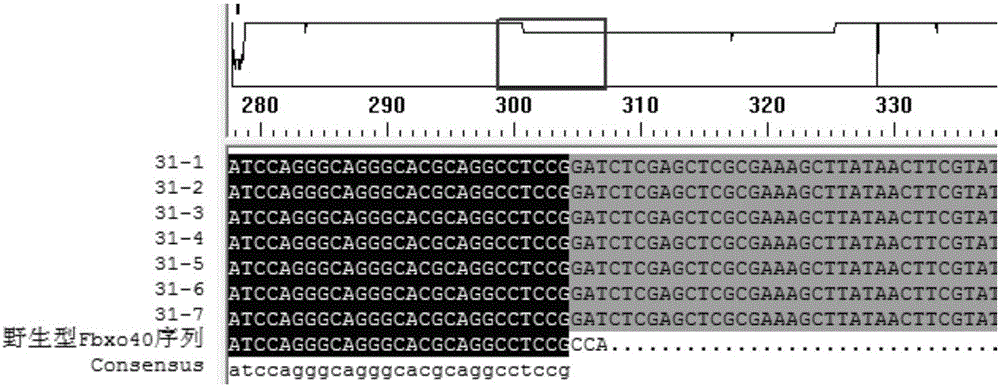 Production method for Fbxo40 gene knockout pigs
