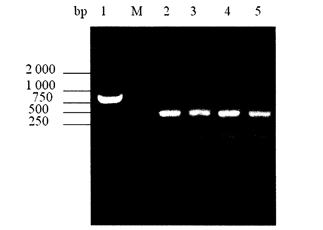 One-step method for synthesizing gamma-aminobutyric acid by using recombinant corynebacterium crenatum and with glucose as substrate