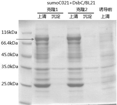 VEGF-CRM197 recombinant fusion protein vaccine as well as preparation method and application thereof