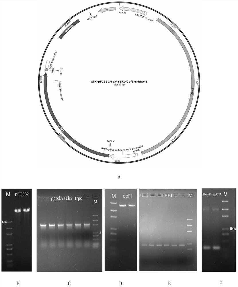 CRISPR/Cpf1 vector suitable for deep-sea fungi FS140 as well as construction method and application of CRISPR/Cpf1 vector