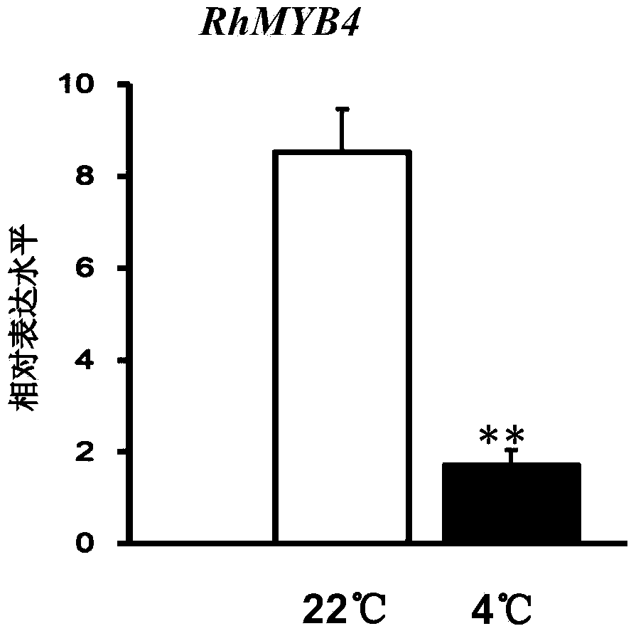 Chinese rose transcription factor RhMYB4 and application thereof to regulation and control of floral organ development