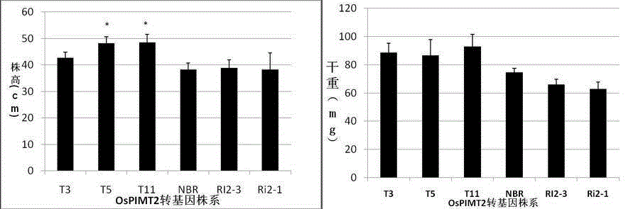 Cloning and application of rice gene OsPIMT2 related to low nitrogen stress and nitrogen utilization