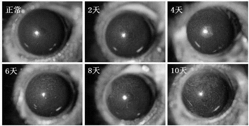 Building method of dry-eye animal model