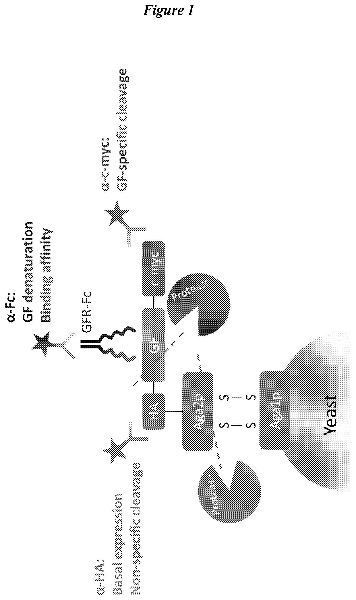 Engineered fibroblast growth factor variants as receptor antagonists