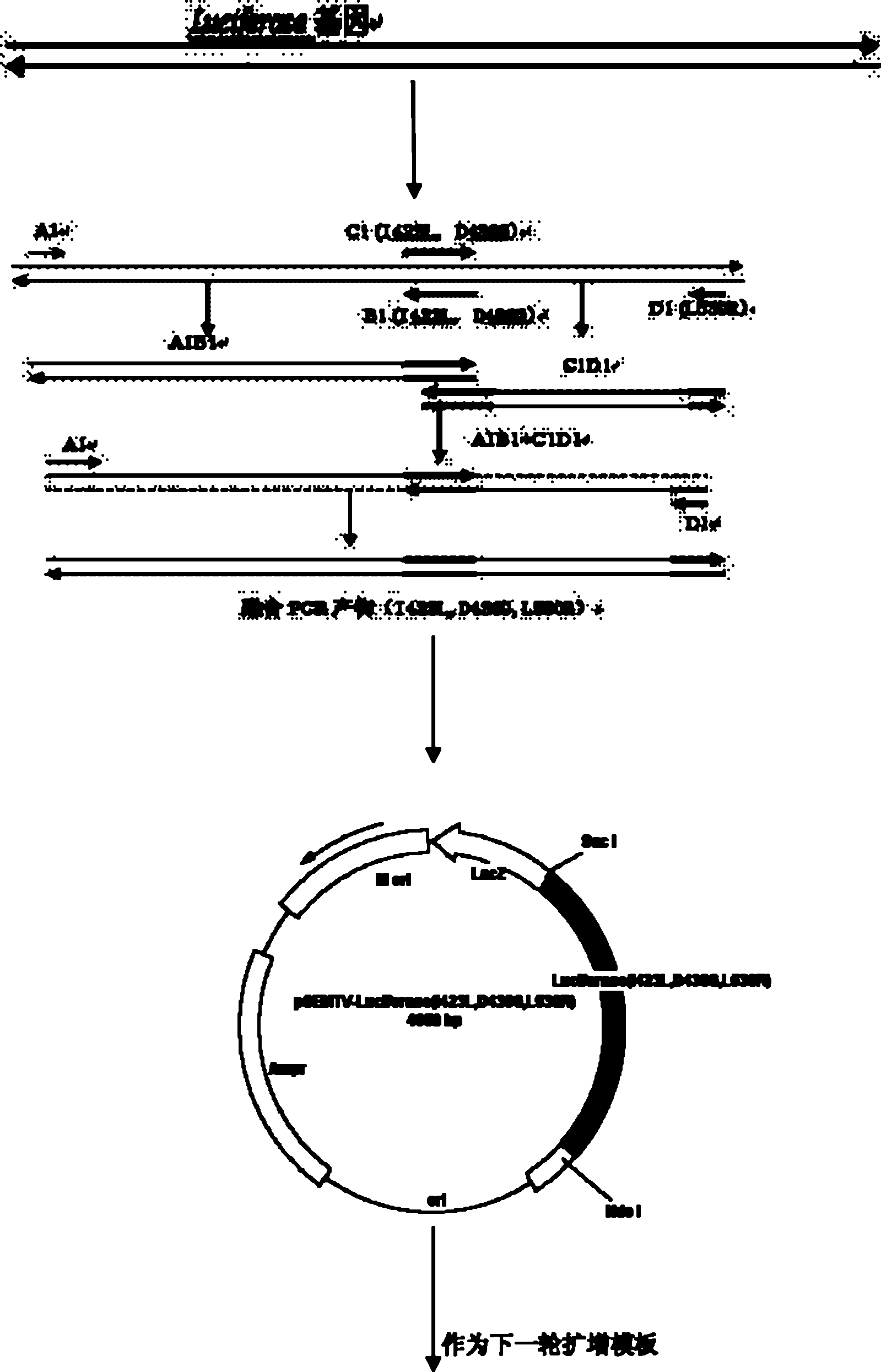 Gene encoding of firefly luciferase, its preparation method and application