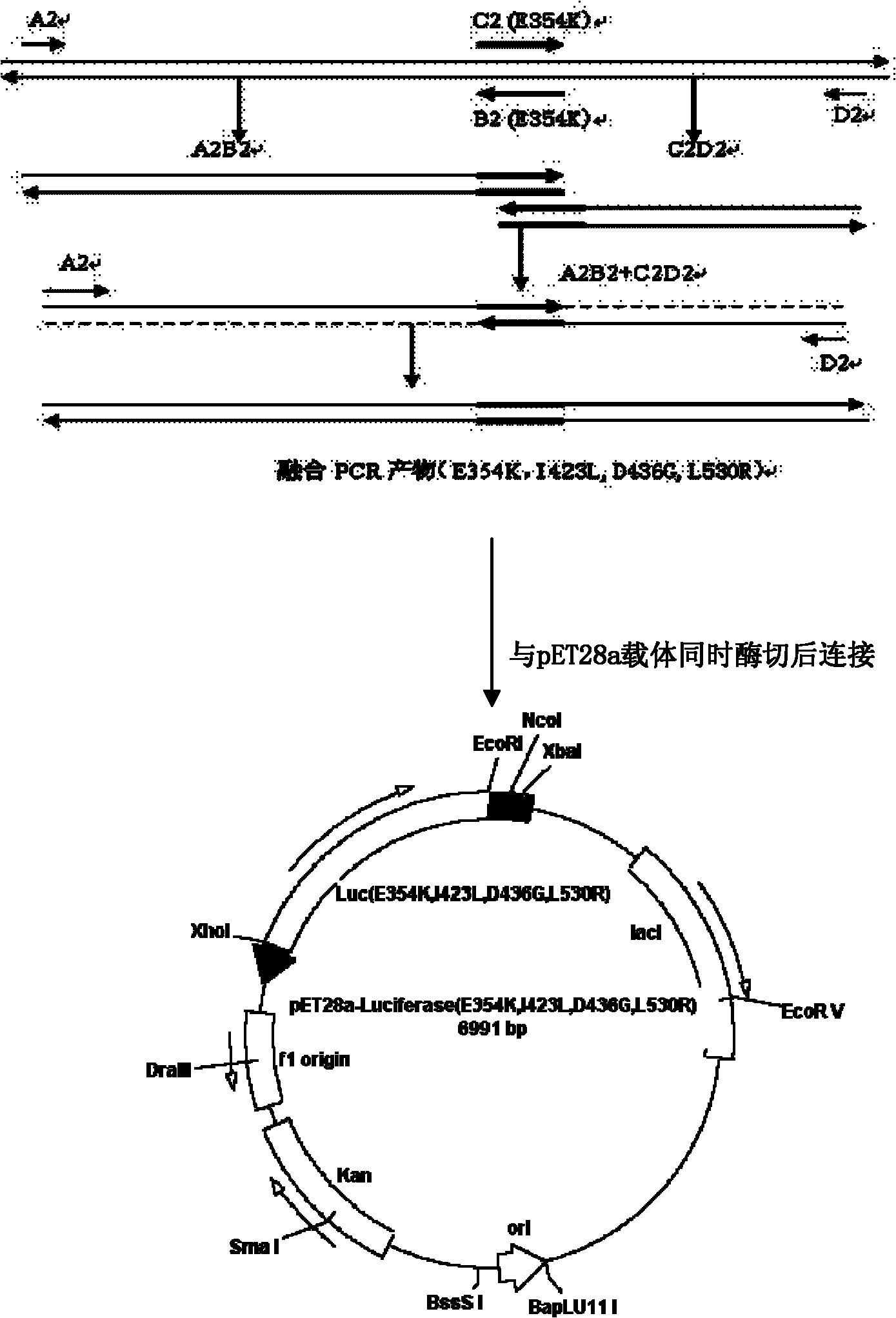 Gene encoding of firefly luciferase, its preparation method and application