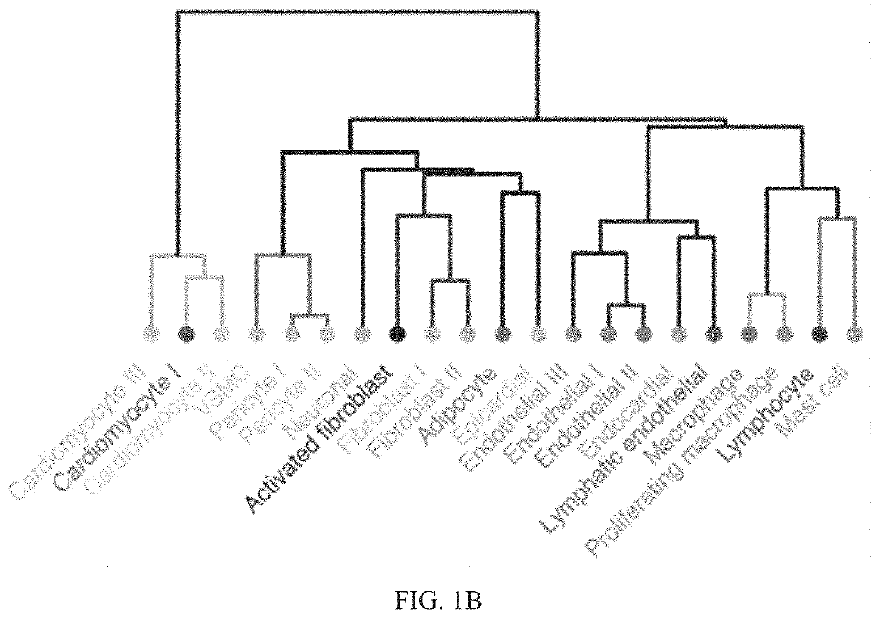 Diagnosis and treatment of cardiomyopathy