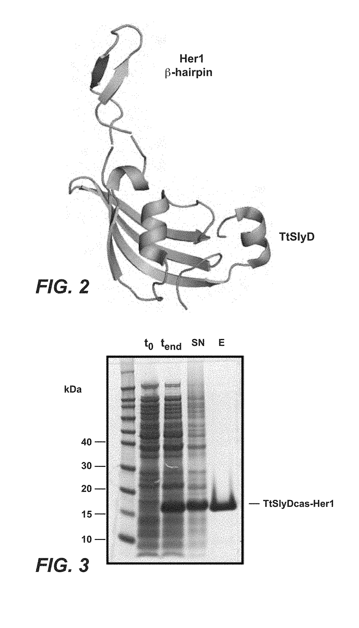 HER1 antigen binding proteins binding to the beta-hairpin of HER1