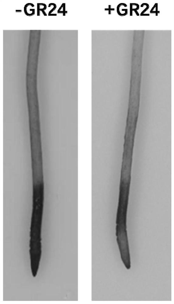 Method for enhancing aluminum resistance of peas