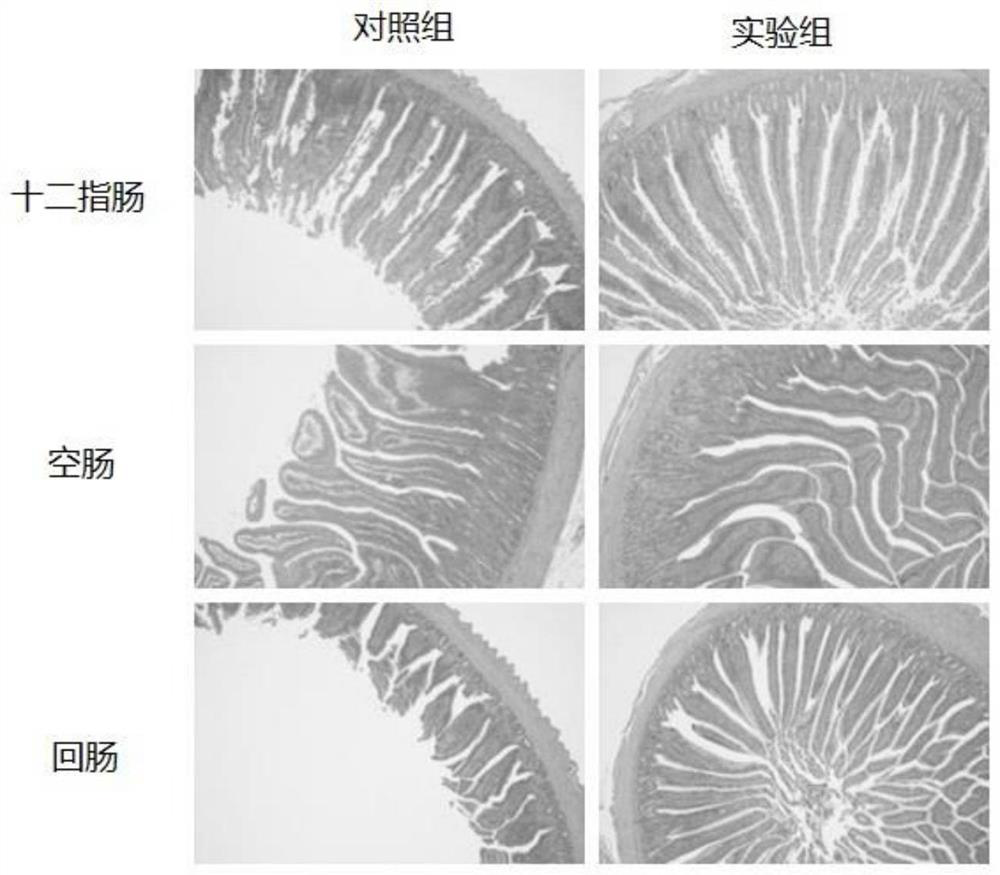 Bacillus coagulans X26 and application thereof