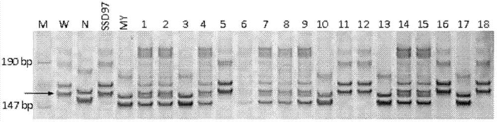 Method of molecular marker assisted backcross to improve scab invasion resistance of wheat