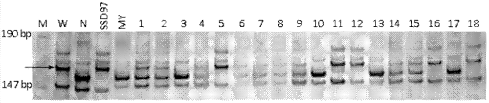 Method of molecular marker assisted backcross to improve scab invasion resistance of wheat