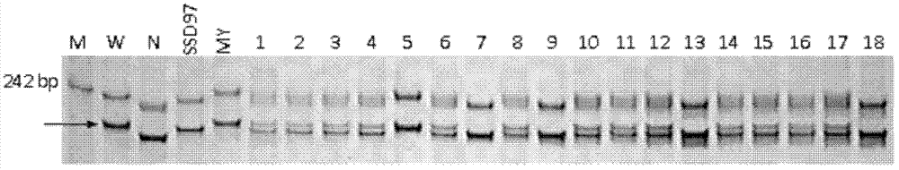 Method of molecular marker assisted backcross to improve scab invasion resistance of wheat