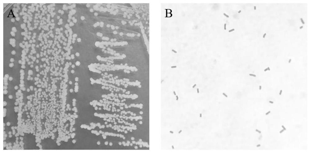 Bacillus velezensis and application thereof