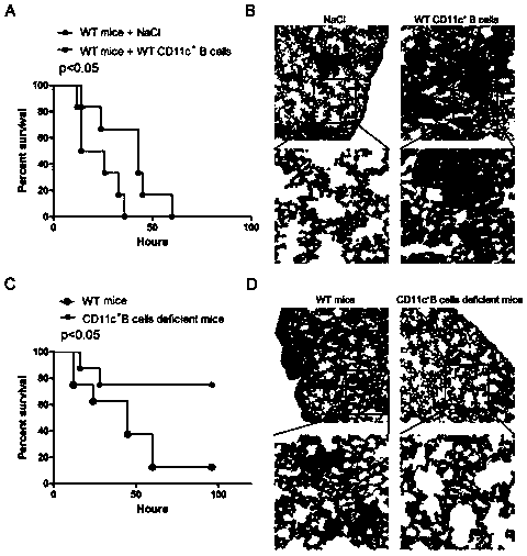 Application of CD11c&lt;+&gt;B cells to respects of diagnosis and treatment of sepsis