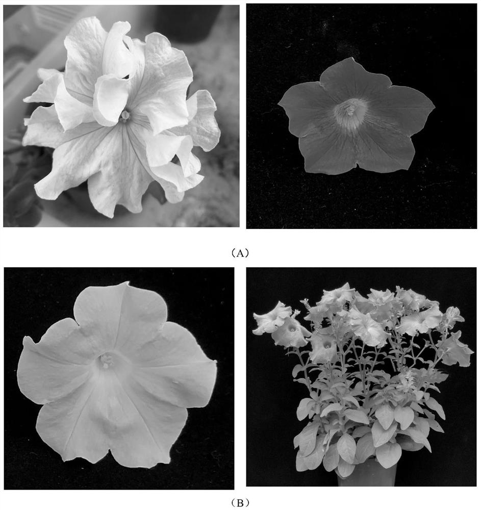 Breeding method of new variety of large-flower petunia hybrida