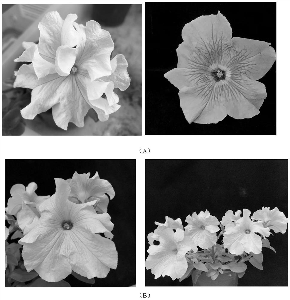 Breeding method of new variety of large-flower petunia hybrida